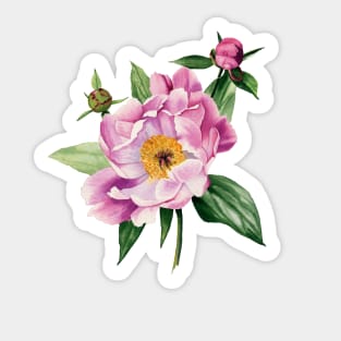 Watercolor peony Sticker